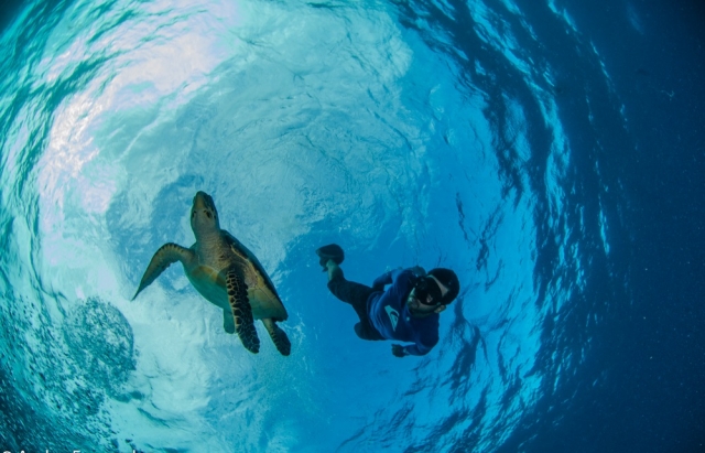 Desciende con la tortuga de mar