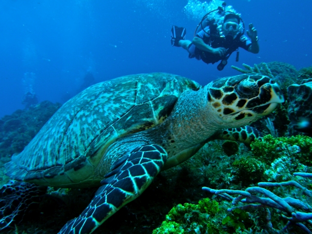Por aragon cozumel