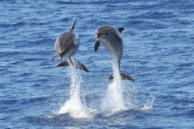 delfines