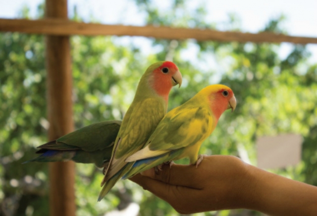 pajaros de coloternera