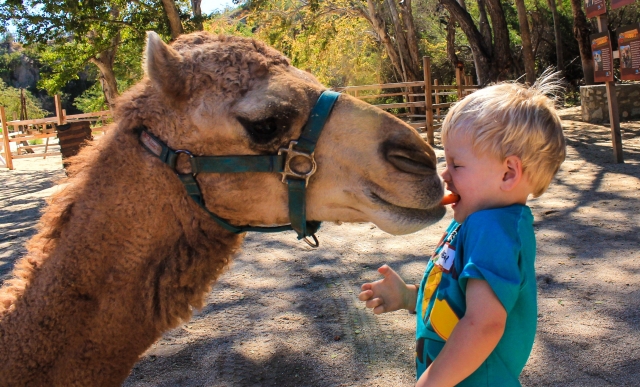 Date un beso a nuestros camellos