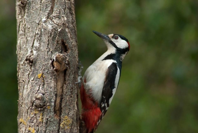 Pajaro carpintero