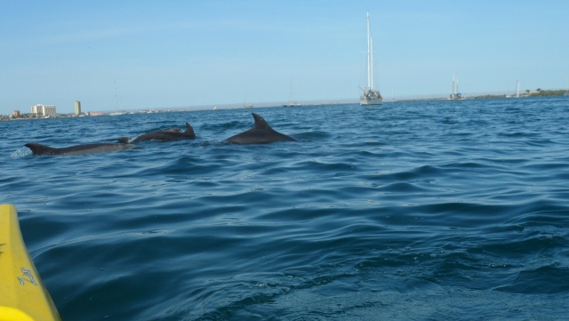 delfines desde el kayak