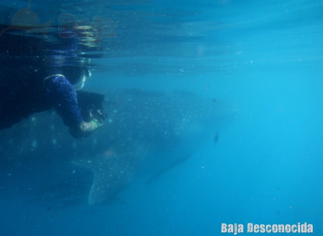 snorquel con el tiburon ballena