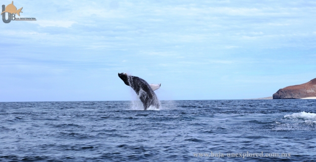 Avistamiento de ballenas