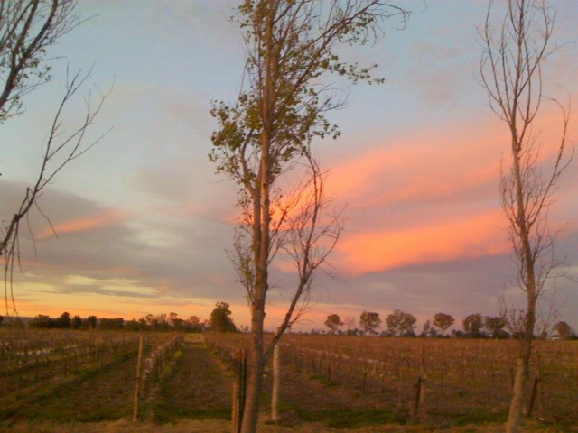 Viñedos