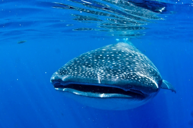 Tiburon ballena