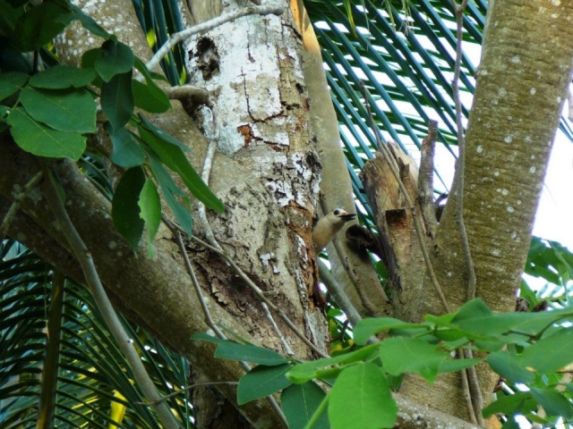 Aves en Bacalar