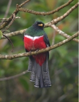 Avistamiento de aves