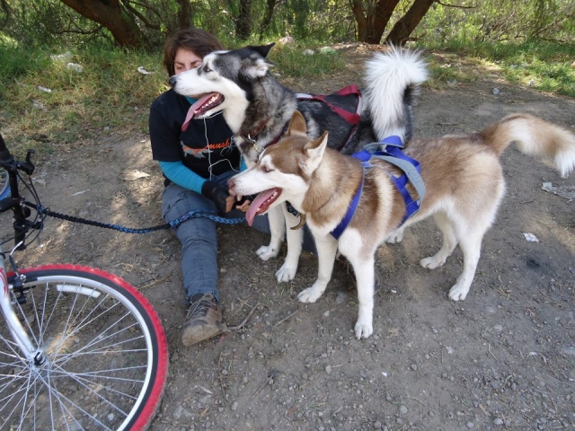 Huskies