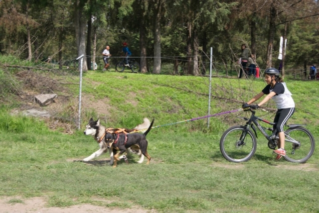 Bikejoring, una de las modalidades favoritas