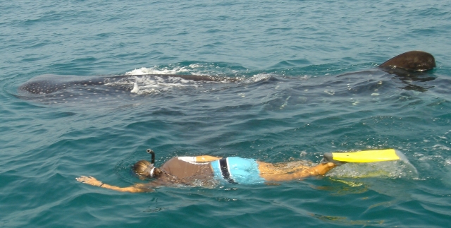 Snorkel con tiburon ballena