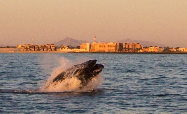 Las ballenas en Mexico