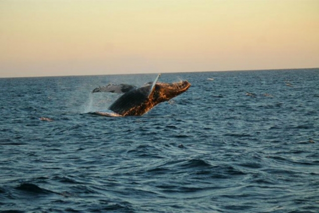 Ballenas grises