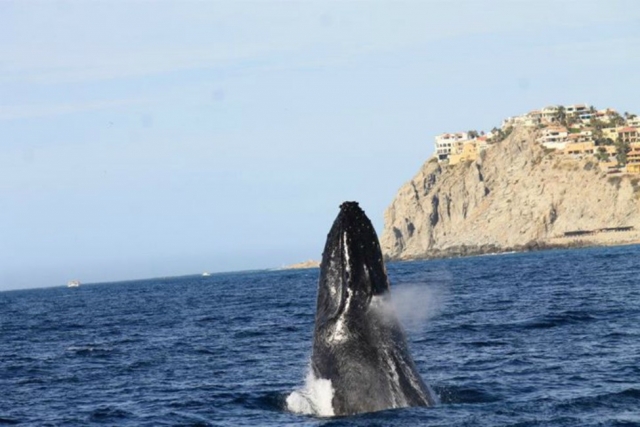 Espectaculo del Mar de Cortes