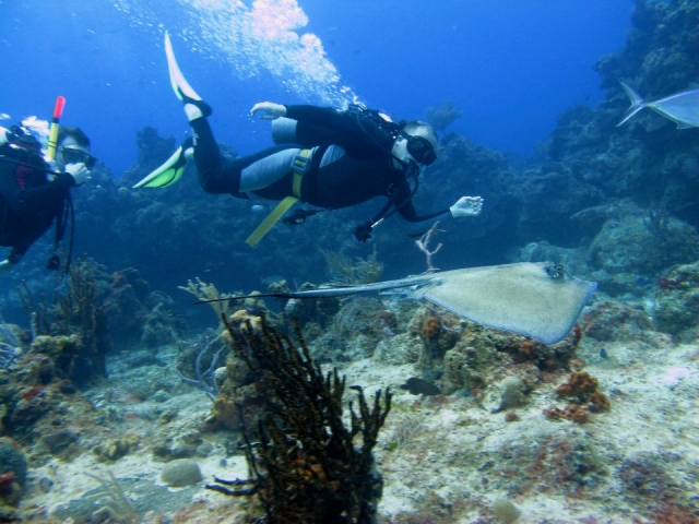 Buceando con Manta raya