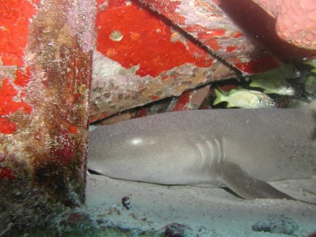 Tiburones