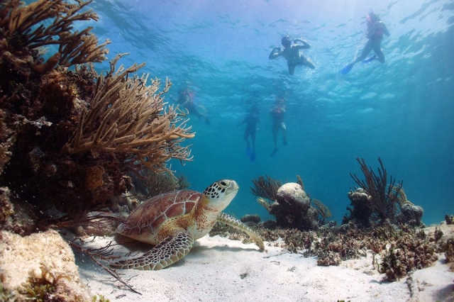 snorkel y vida marina