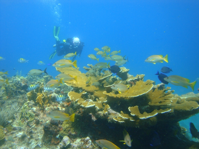 scuba Cancun