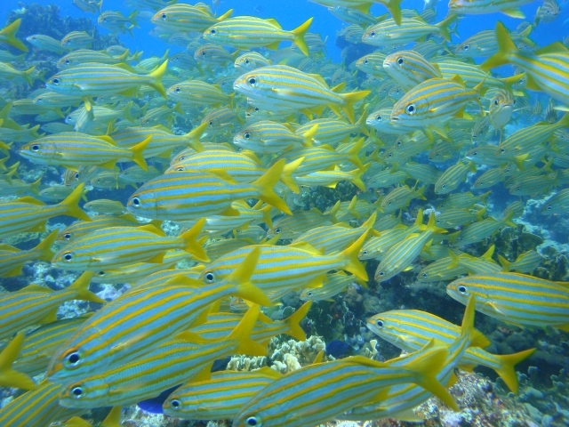 arrecife Cancun