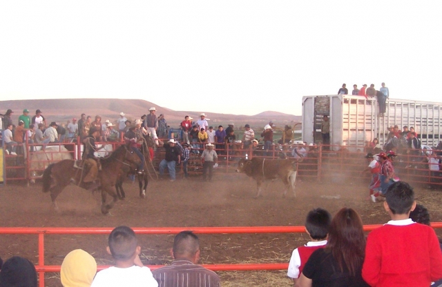 Rodeos