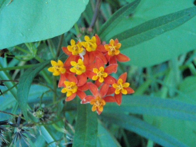 Flora