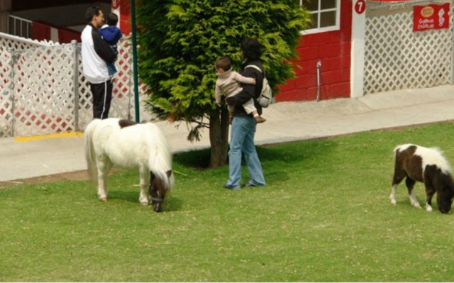 Pony para los peques