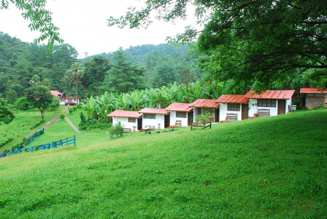 El prado verde