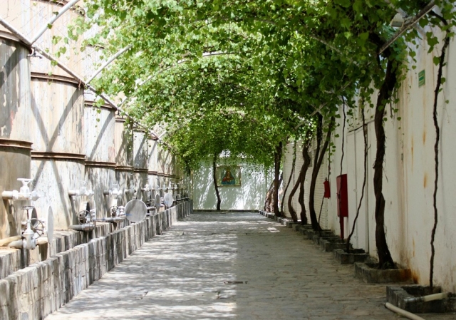 Viñedos
