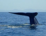 Ballenas azules