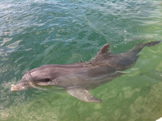 delfines