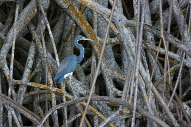 Aves exoticas