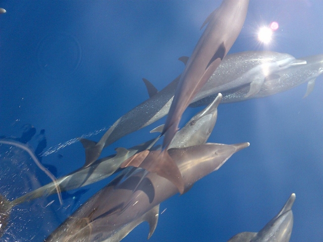 Delfines