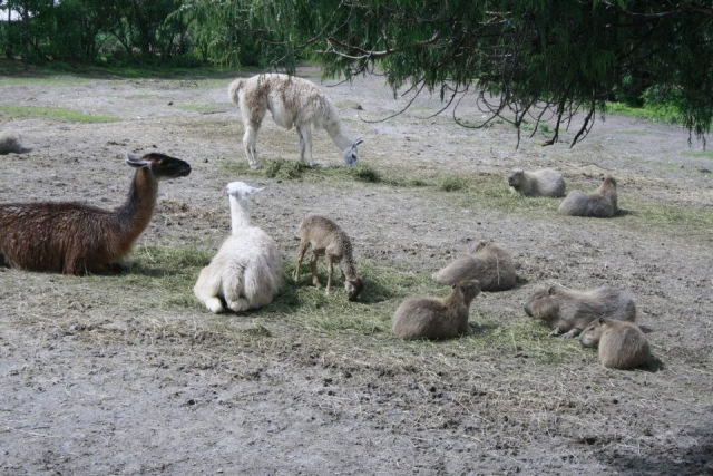 En Africam safari