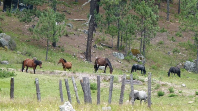 Caballos