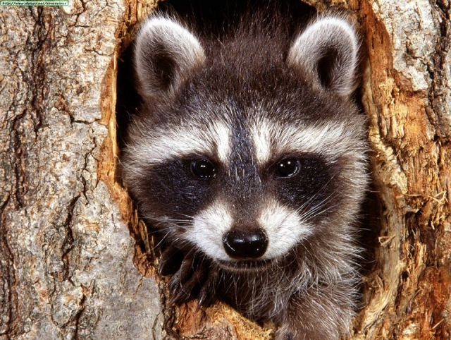 Mapaches