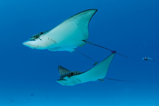 Mantarayas