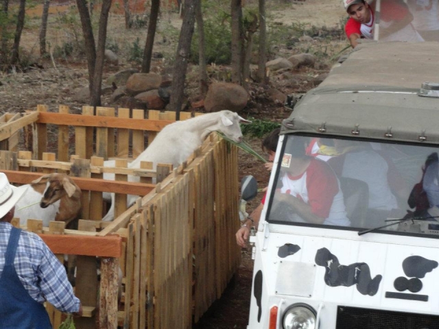 Animales de granja