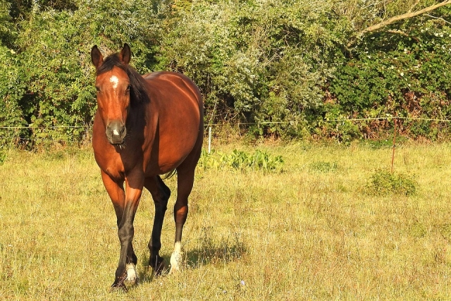 Tarde de paseo a caballo 