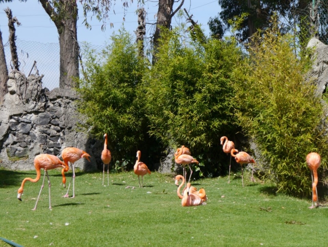 Flamencos