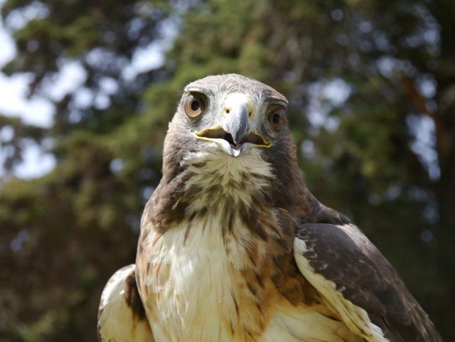 Halcones