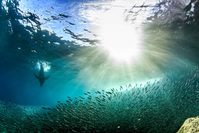 Espectáculo bajo el mar