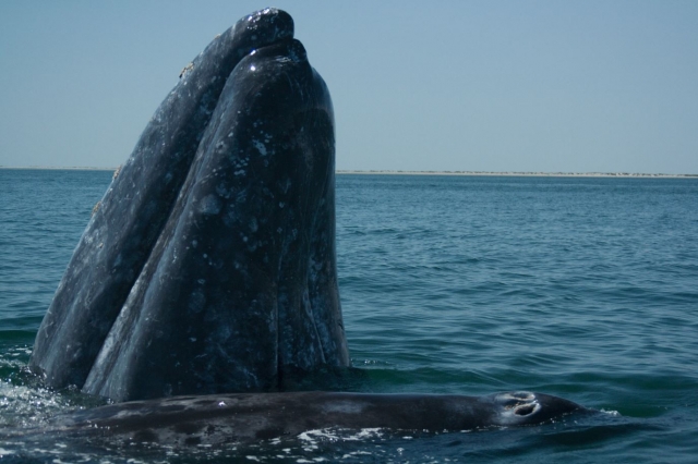 Ballena sacando la cabeza del agua