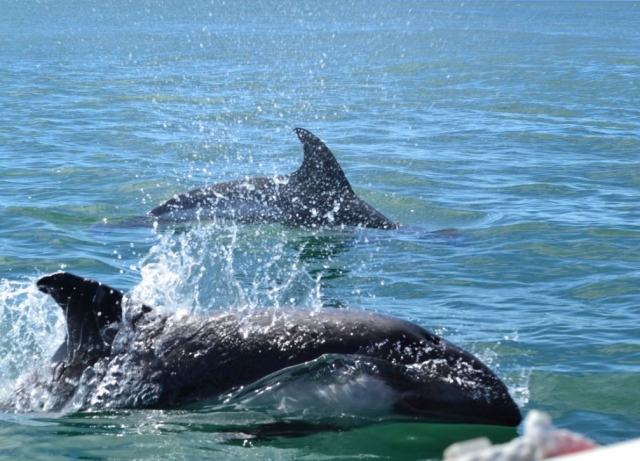 Ballenas jorobadas