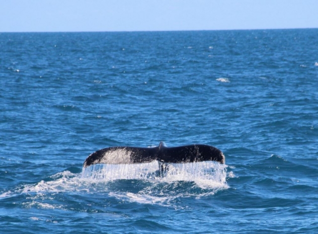 Cola de ballena