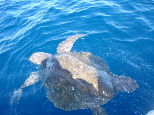 Tortuga marina
