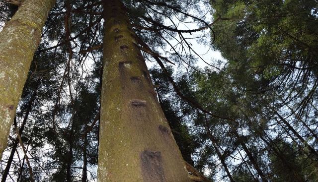 Montando al árbol