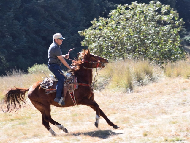 Rutas a caballo en el bosque