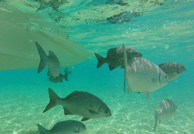 Peces bajo la superficie marina