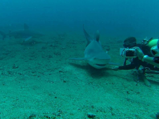 Tiburones